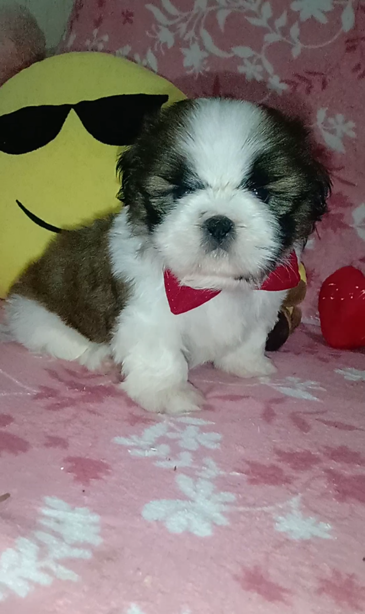 cachorro shih tzu a venda